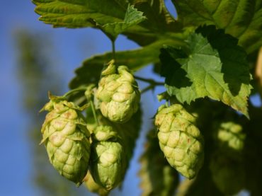 Hop Sauce Festival on Long Beach Island